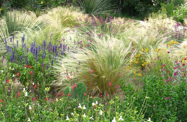 Злаки и травы станут отличным решением как для «бедных» растительностью участков, так и для клумб