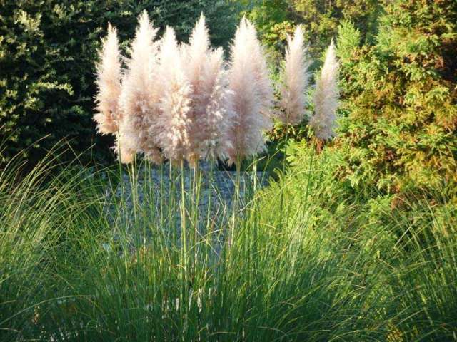 Лучше всего использовать декоративные злаки и травы в сочетании с другими многолетниками