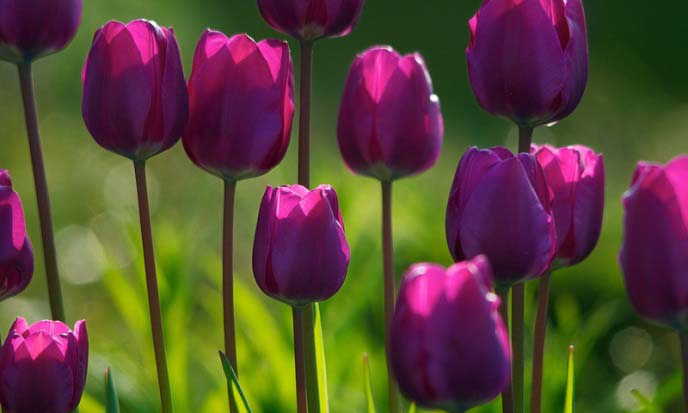 Как вырастить тюльпаны в теплице к 8 марта: условия выгонки