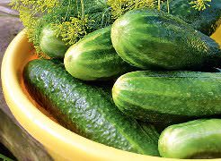Огурец «Изящный» является раннеспелым сортом с высокой урожайностью