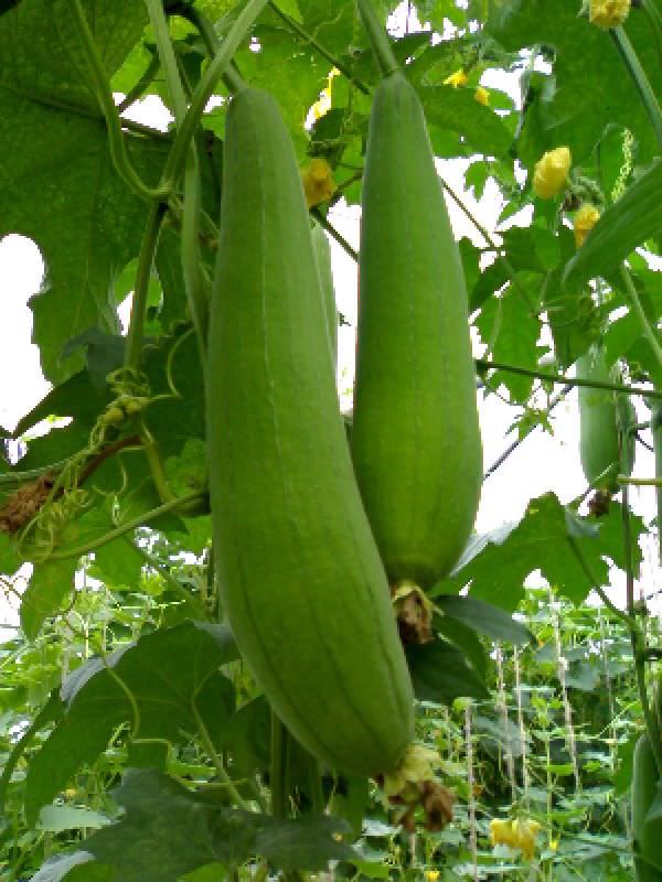 При недостатке калия желтеют сначала края листьев, а потом роза полность засыхает