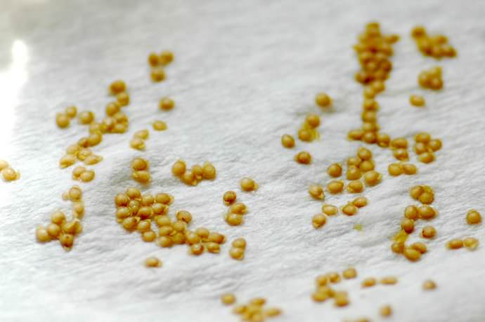 Семена томатов можно сажать как сухими, так и после замачивания