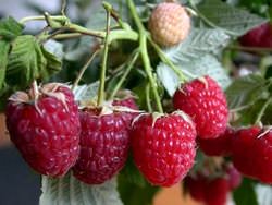 Малина «Евразия» — это один из наиболее выдающихся ремонтантных сортов