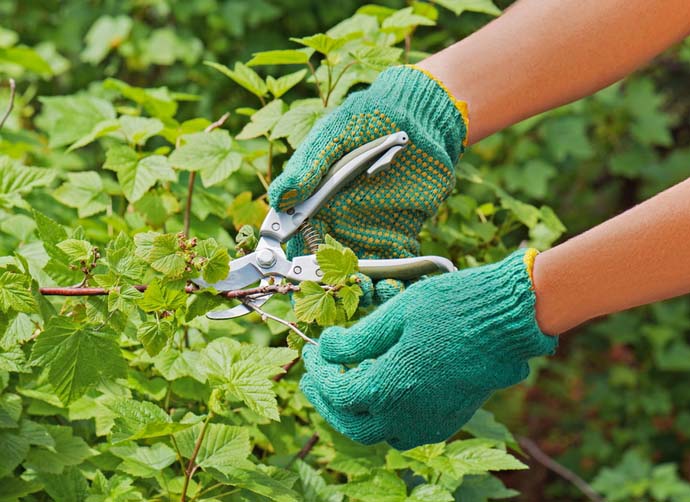 Грамотно обрезанная черная смородина защищает куст от вредителей и болезней