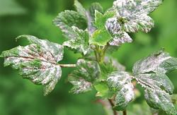 Мучнистая роса для смородины является одним из главных заболеваний