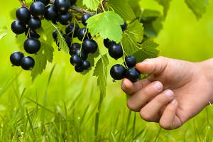 Смородина Лентяй завораживает своей жемчужной россыпью