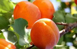 Абрикос «Россиянин» – сорт раннего срока созревания