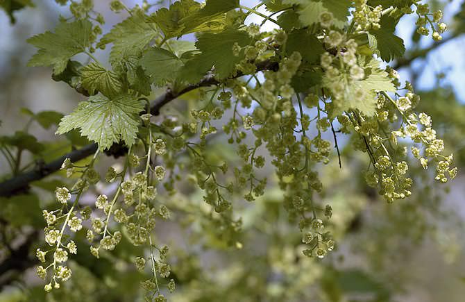 Уже в конце мая кустарник распускается желтыми цветами, значит, скоро можно будет полакомиться вкусными плодами