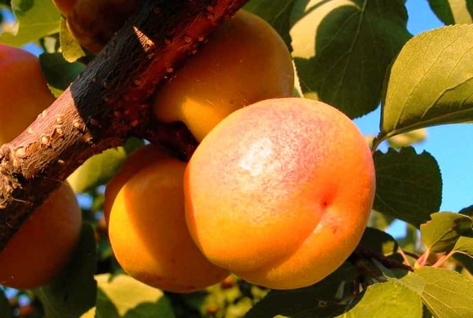 Абрикос «Россиянин» достаточно устойчив к развитию болезней и практически не подвержен нашествию паразитов