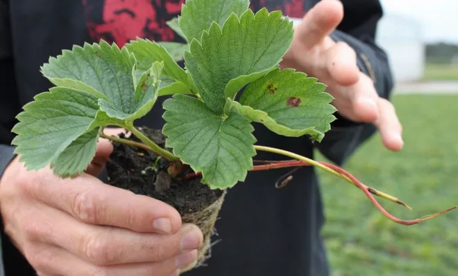 Рассаду ремонтантной клубники высаживают на постоянное место в середине мая