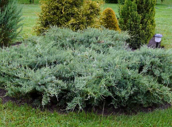 Можжевельник сорта Grey Оwl — это кустарник с крупными раскидистыми сучьями, расположенными горизонтально