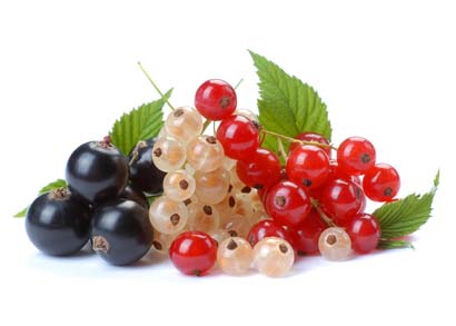 Смородина относится к роду растений из семейства Крыжовниковые