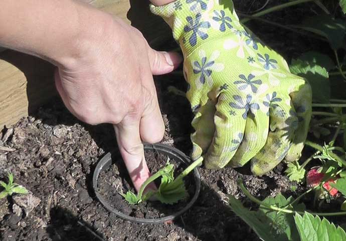 Землянику Кама размножают привычным способом — с помощью усиков