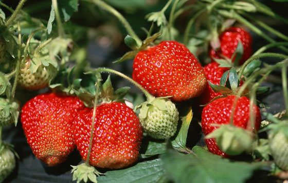 «Ренессанс» – это ремонтантный и неприхотливый сорт садовой земляники