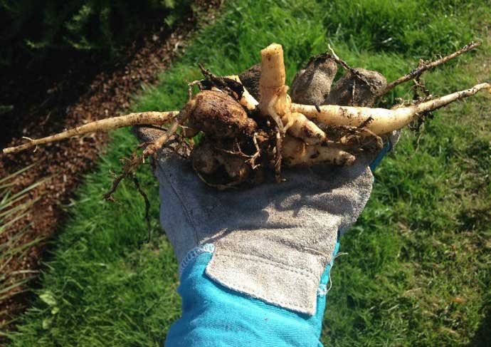 Когда выкапывать георгины во многом зависит и от сорта растения