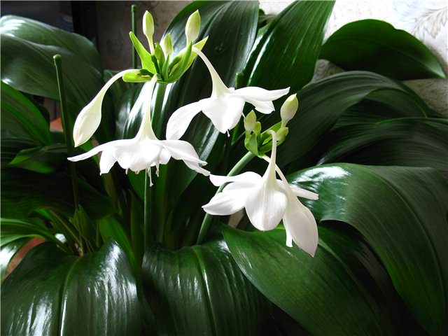 Считается, что цветок способен увеличить тягу к знаниям, дать новые способности и таланты