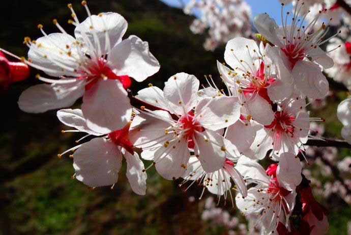 На стадию плодоношения сорт «Лель» выходит через три года после осуществления прививки