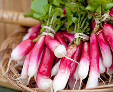 Редис Французский завтрак активно культивируется дачниками