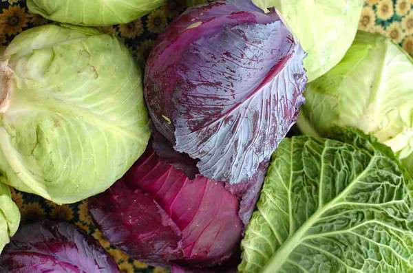 Начинка из молодой капусты нежнее, чем из лежалой