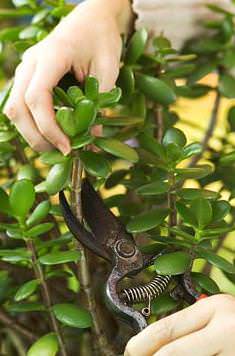 Денежное дерево нуждается в периодической обрезке и прищипывании побегов