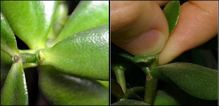 Если денежное дерево молодое, то его рекомендуется не обрезать, а прищипывать, чтобы замедлить его развитие в высоту и дать толчок к интенсивному росту боковых побегов