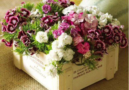 Комнатная гвоздика – неприхотливое растение