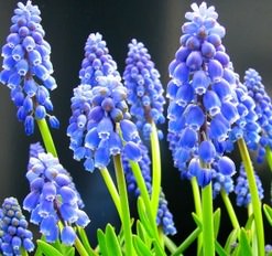 Мышиный гиацинт становится все более популярным среди любителей-цветоводов