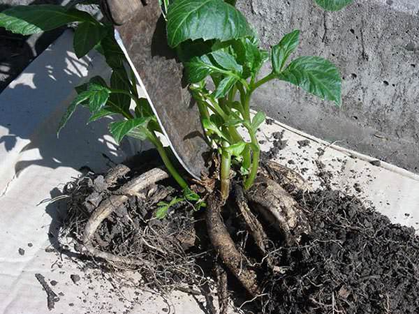 Для раннего цветения посадка клубней совершается в первых числах марта