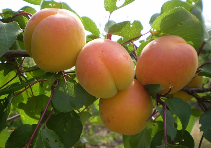 В южных районах полноценное вызревание урожая сорта Мелитопольский ранний приходится на вторую половину лета