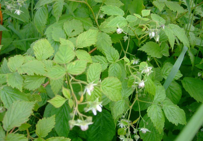 Зацветает ремонтантная малина «Красная гвардия» в середине июня