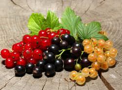 Существует смородина разных сортов