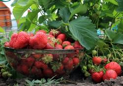 Клубника «Ренессанс», «Таго» и «Тристар» не слишком известна отечественным садоводам