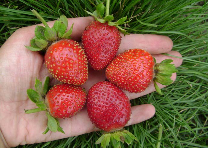 Клубника Эвис Делайт – сорт нейтрального светового дня