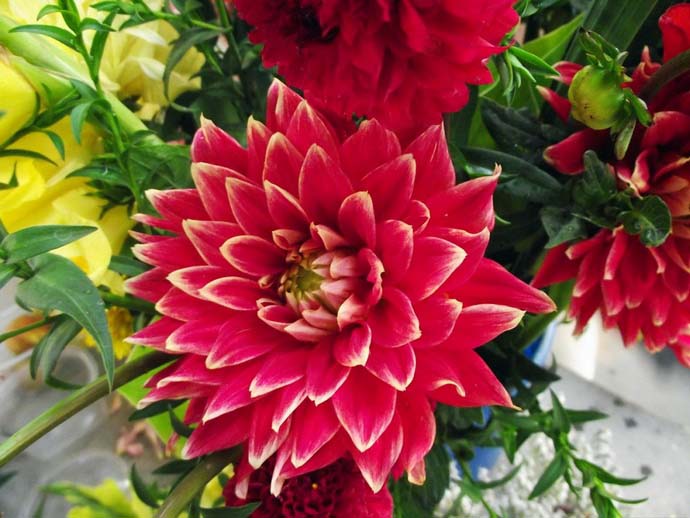 Очень эффектен карликовый георгин Фигаро красный