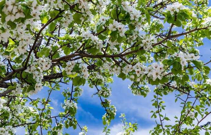 Сорт «Кармен» вступает в плодоношение на пятый год после высаживания грушевых саженцев на постоянное место