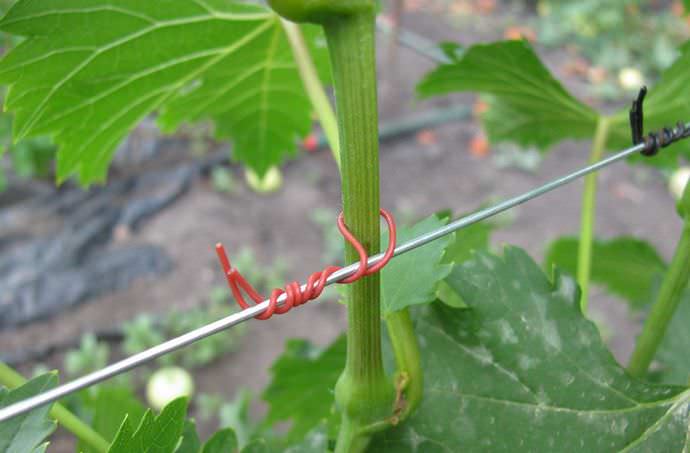 В мае постепенно продолжайте подвязывать побеги виноградного куста по мере их роста