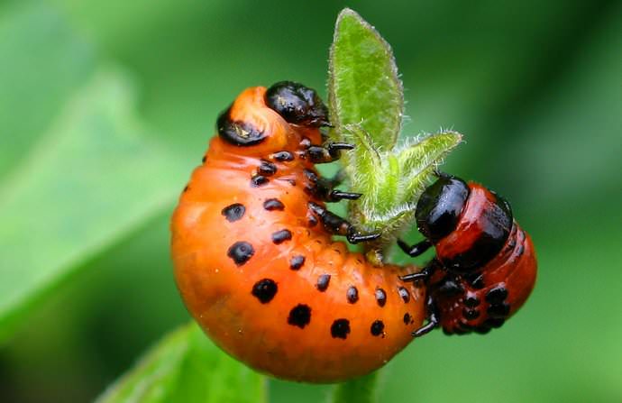 Химические средства содержат едкие соединения, отпугивающие вредителя запахом