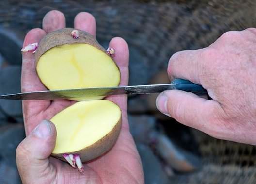 Содержание крахмала (полисахаридов амилозы и амилопектина) — это показатель, который может варьироваться в пределах 5% в клубнях одного сорта