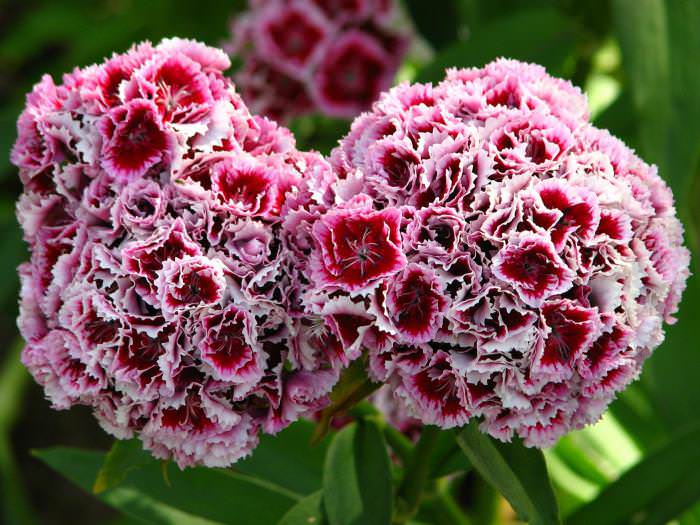 Гвоздика перистая лучше растет в солнечных местах