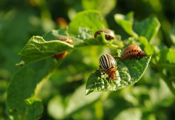 Табу является эффективным средством защиты от колорадского жука