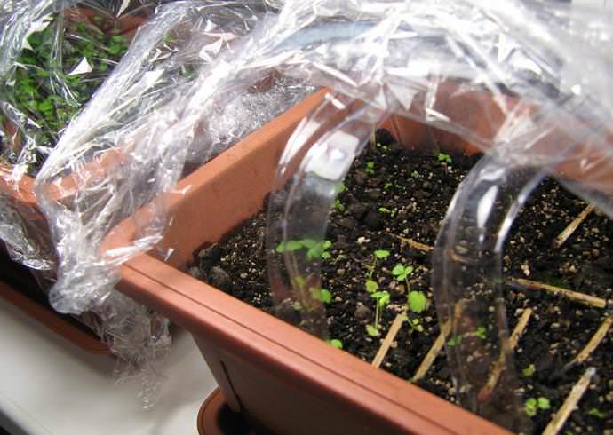 Посевы обязательно нужно накрыть пленкой и оставить в теплом и немного затемненном месте до появления массовых всходов ягодной культуры