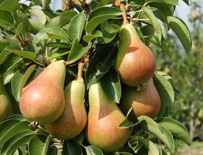 Груша «Кармен» относится к летним сортам