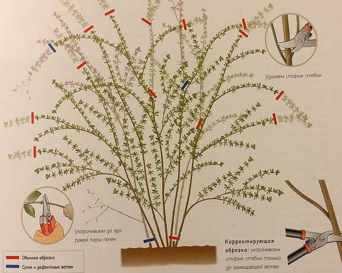 Обрезка барбариса предполагает удаление слабых, сухих и загущающих растение побегов