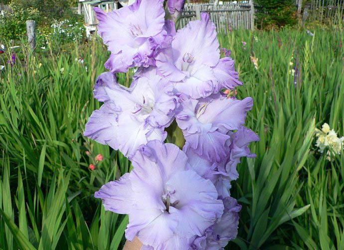 Гладиолус сорта Голубой Топаз удивляет своей глубиной окраса