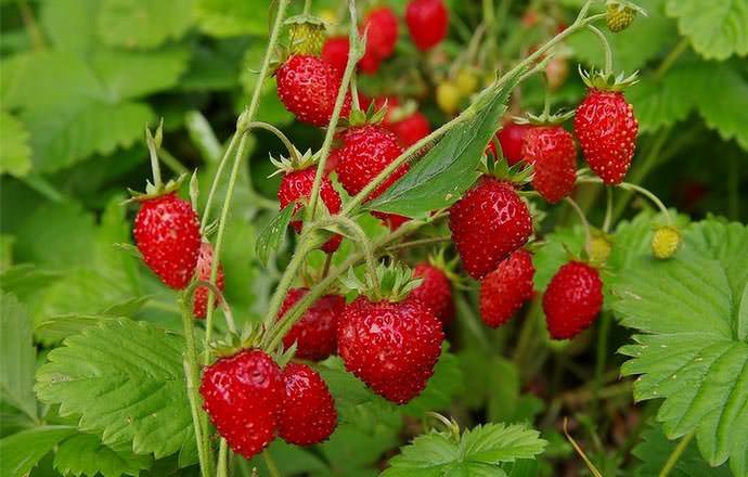 «Руяна» – очень знаменитая у садоводов и дачников разновидность ягодной культуры