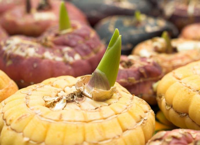 Чтобы прорастить луковицы гладиолуса, их помещают в светлое помещение с температурой не ниже +15 градусов и влажностью не менее 75%