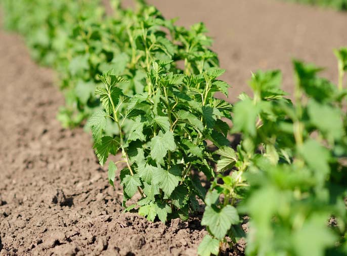 Для посадки следует выбирать саженцы, возраст которых 1 или 2 года