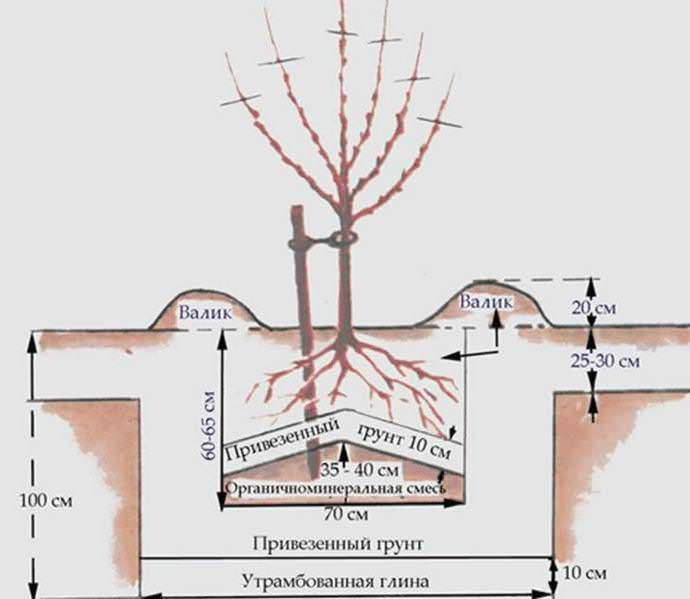 Абрикос сорта «Россиянин» высаживают согласно стандартной схеме