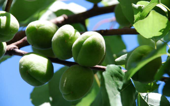 На стадии плодообразования взрослые растения следует обязательно подкармливать два раза в месяц калийными удобрениями