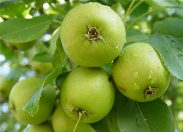 Груша сорта «Береженая» характеризуется высокой урожайностью и прекрасными качественными плодами